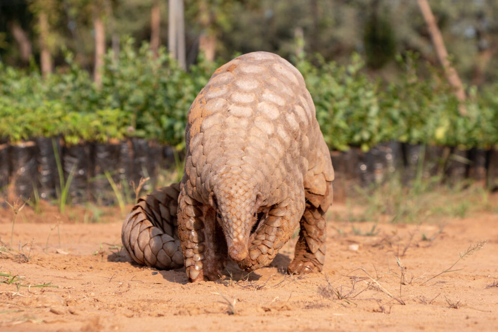 A pangolin walking on a dusty track