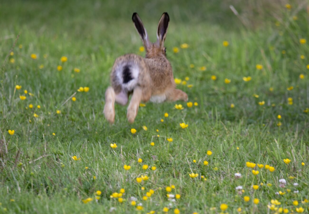 A photo of a wild hare running through a field, away from the camera