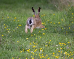 A photo of a wild hare running through a field, away from the camera