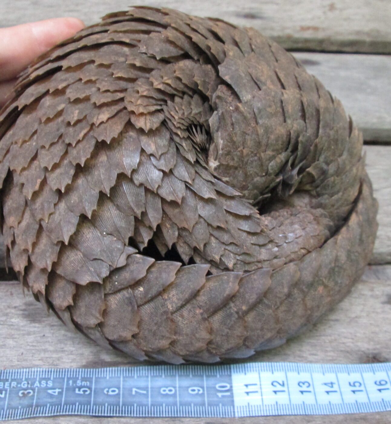 A white-bellied pangolin curled into a ball