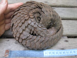 A white-bellied pangolin curled into a ball