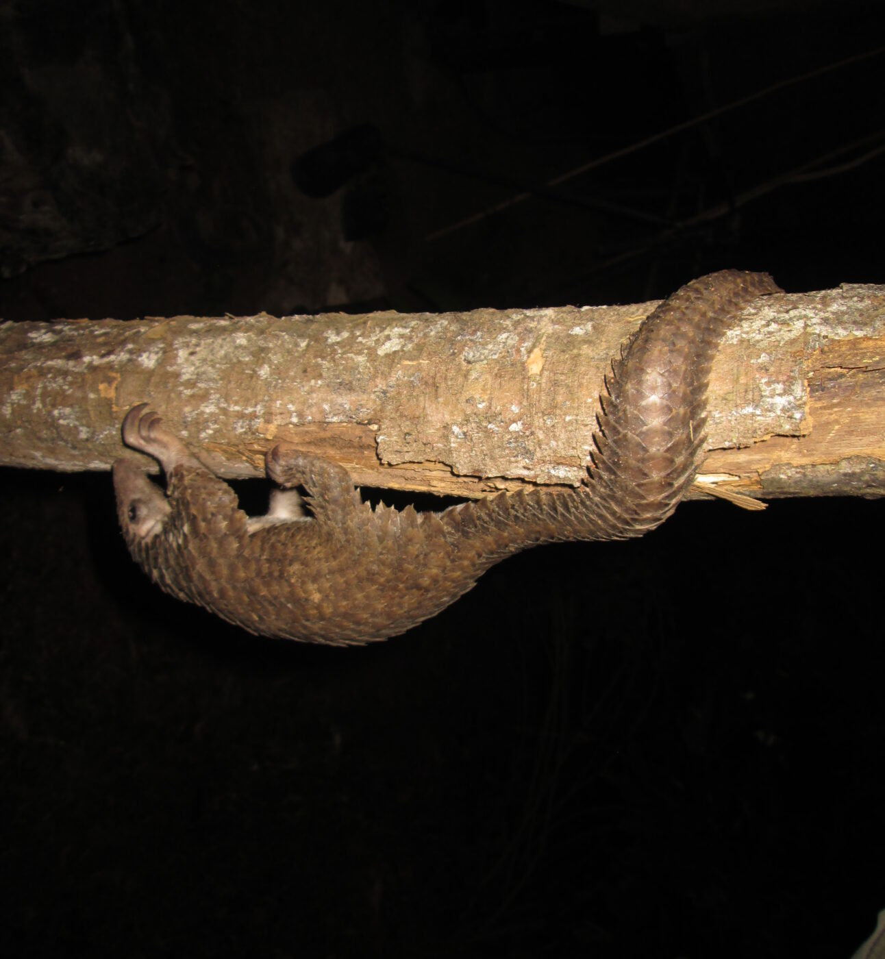 A white-bellied pangolin clinging upside down on a tree branch at night