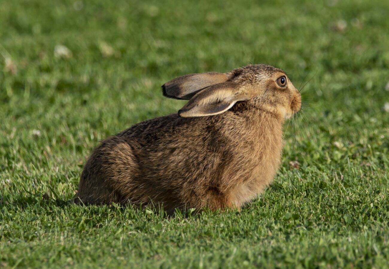 A young hare sitting in a sunny green field