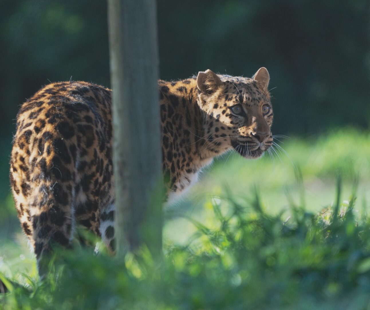 A beautiful leopard standing on long grass, looking to the side