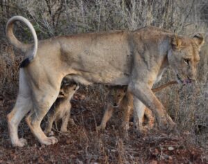 A lioness with two little cubs gathered around her legs