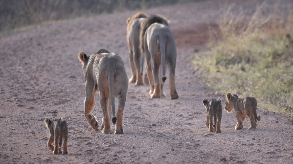 A photo of a lion and a lioness walking down a dusty track with their three cubs