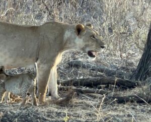 A lioness with two cubs
