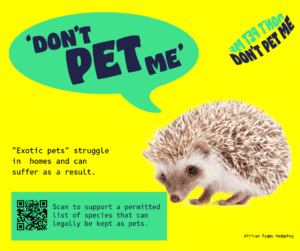 A graphic with a hedgehog, text in a speech bubble reading 'Don't Pet Me', further text saying 'Exotic pets struggle in homes and can suffer as a result' and a QR code leading to a petition