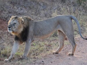 A male lion stretching