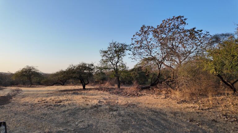 Gir National Park (c) Born Free
