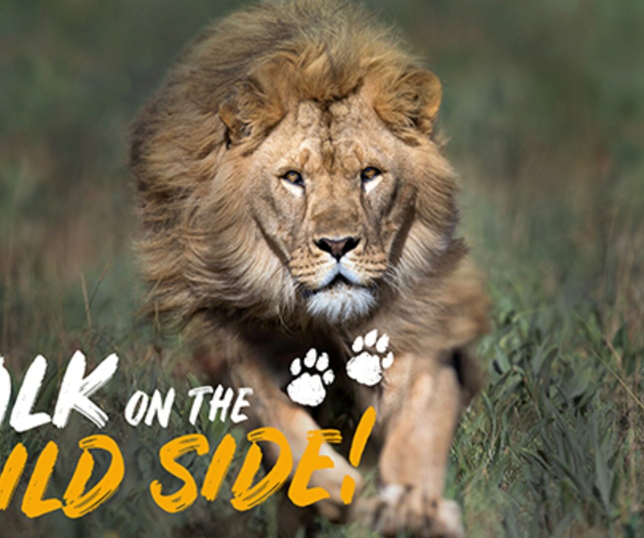 A photo of a male lion running across grass with the Walk on the Wild Side logo overlaid
