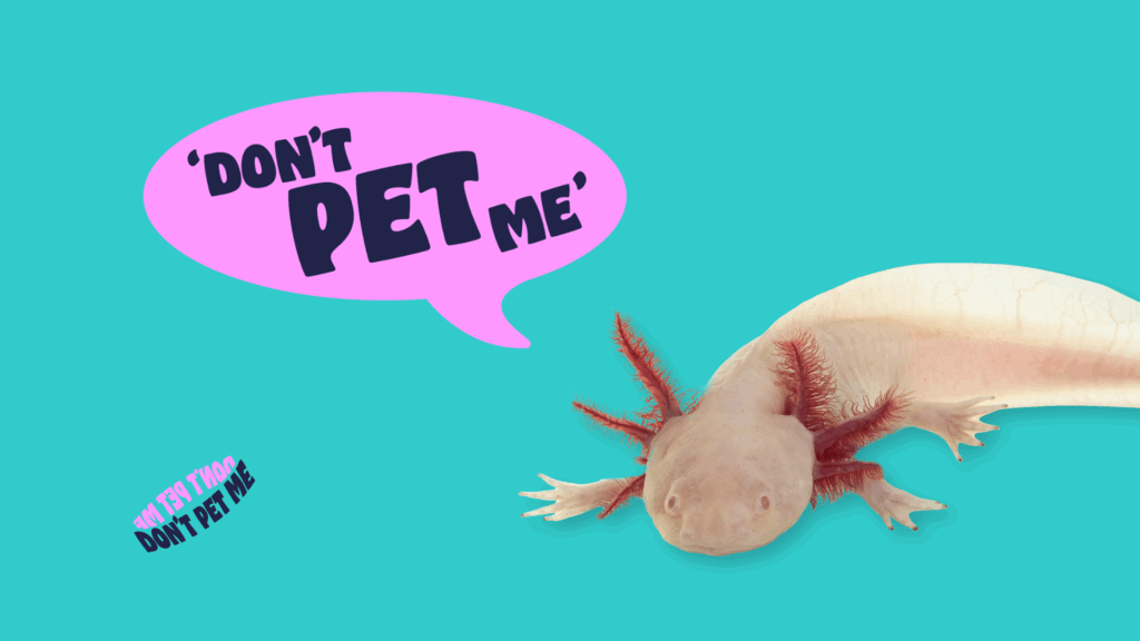 A graphic with a photo of an axolotl, with text in a speech bubble that says 'Don't Pet Me'