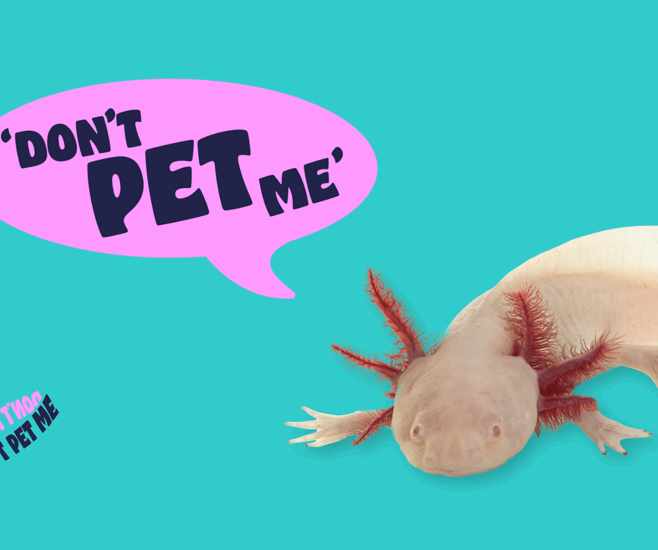 A graphic with a photo of an axolotl, with text in a speech bubble that says 'Don't Pet Me'