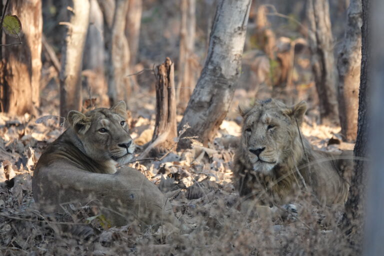 Asiatic lions (c) Debi Goenka, Conservation Action Trust