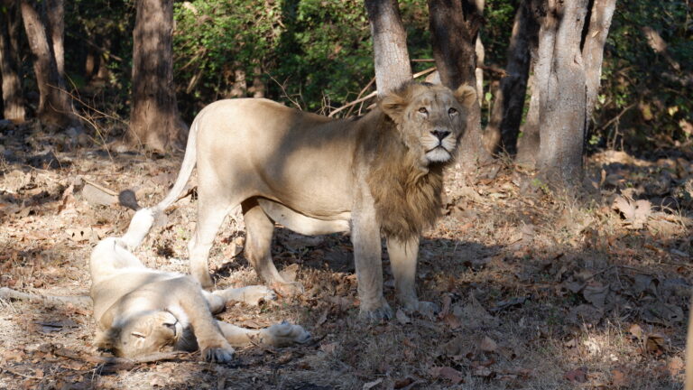 Asiatic lions (c) Shivangi Bendre, the Corbett Foundation