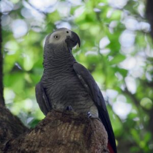 A close-up photo of a grey parrot sitting on a tree branch