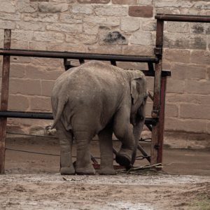 A baby elephant standing in front of a metal fence at Chester Zoo