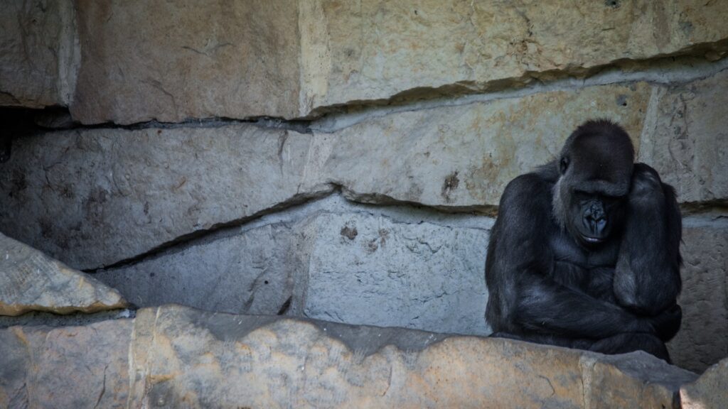 A photo of a depressed-looking gorilla sitting with its head resting on its hand, in a barren concrete enclosure.