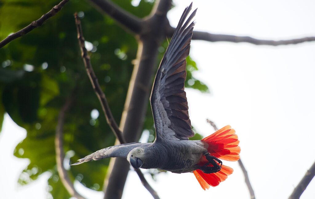 A grey parrot soaring through the trees
