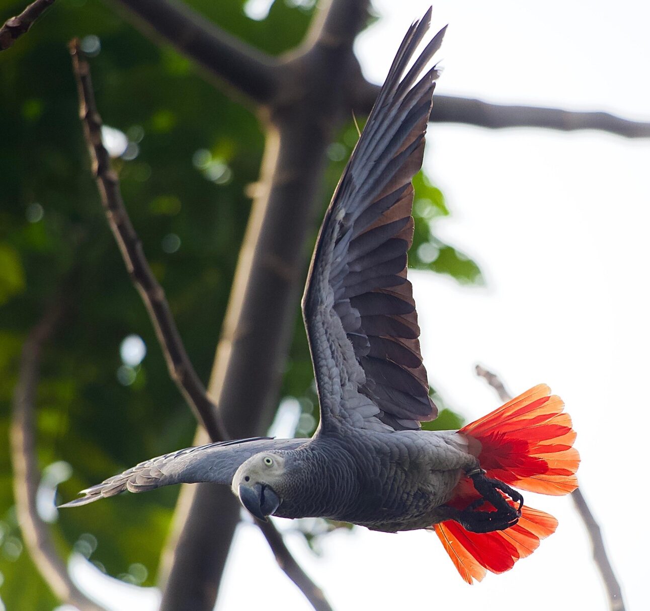 A grey parrot soaring through the trees