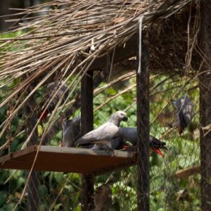 A grey parrot in a flight aviary