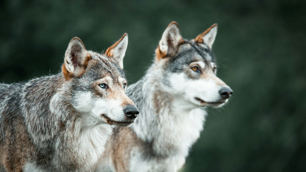 Two grey wolves standing side by side