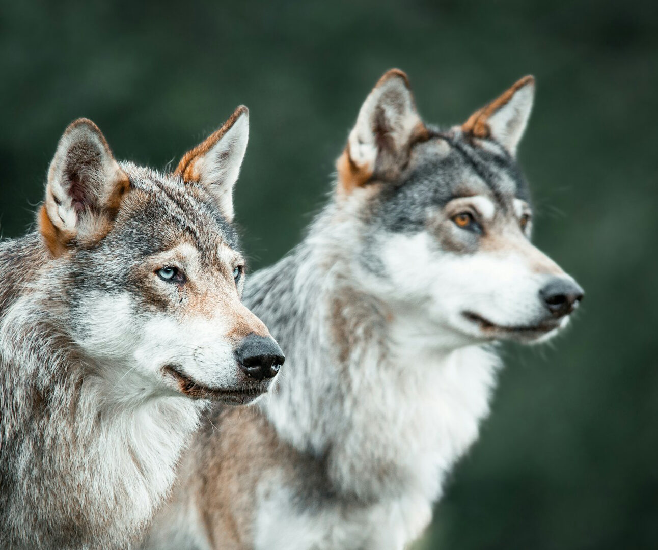 Two grey wolves standing side by side
