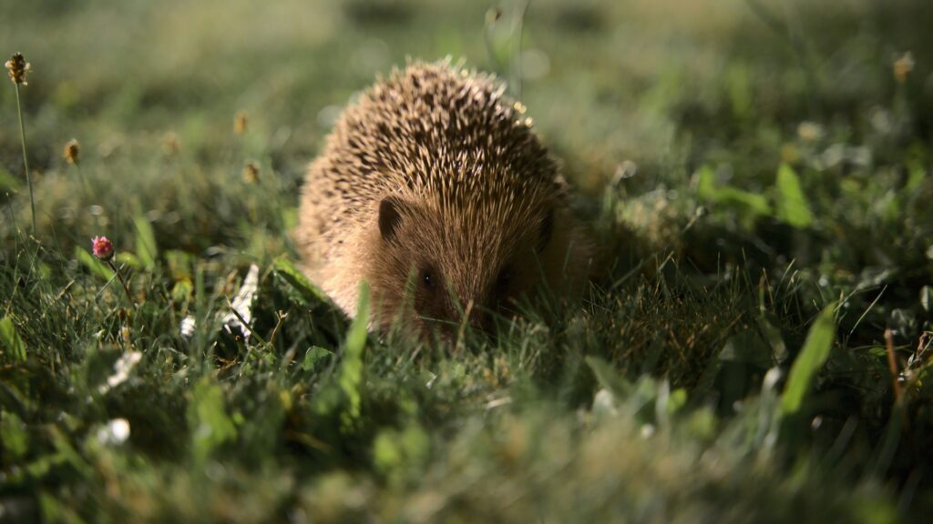 A hedgehog snuffling through grass at dusk
