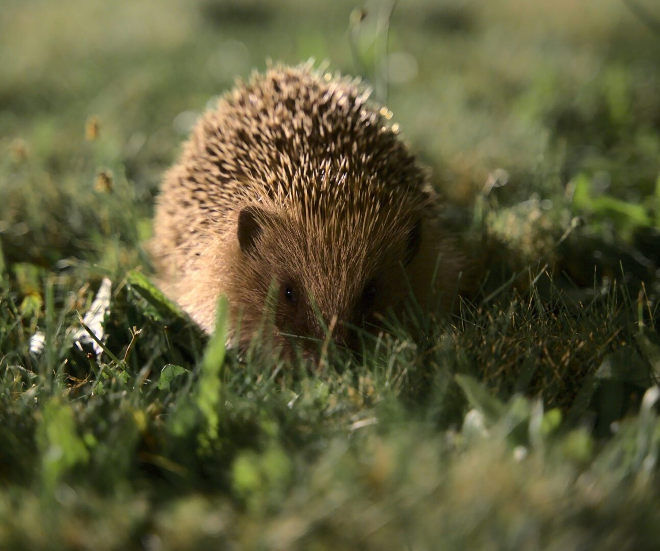 A hedgehog snuffling through grass at dusk