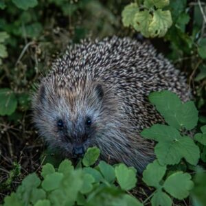A hedgehog nestled in some green bushes