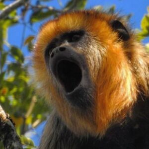 A close-up of a black and yellow howler monkey