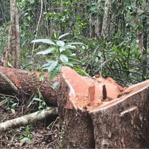 A tree which has been deliberately cut down during illegal logging operations