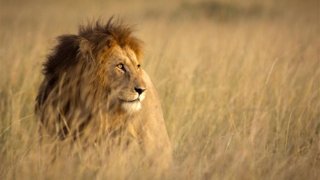A lion standing in long grass