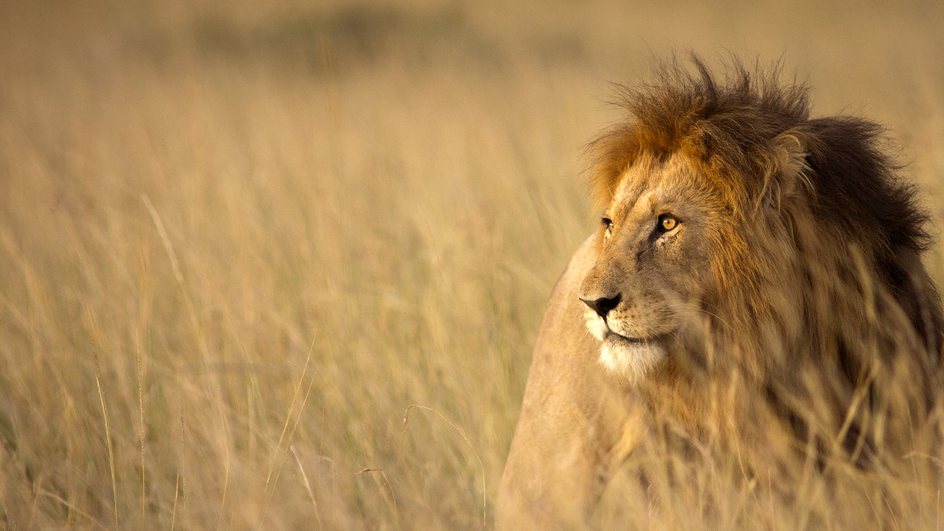 Large male lion in high grass and warm evening ligh
