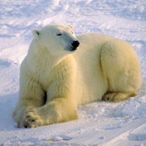 A polar bear lying on the ice