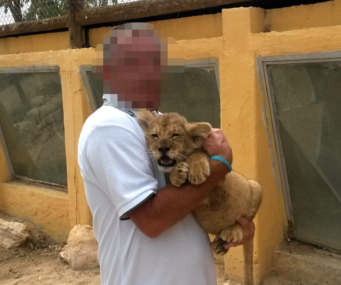 A photo of a man standing in front on an animal enclosure holding a sedated lion cub. The man's face has been blurred out.