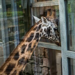 A zoo giraffe standing with its head resting on the wall of its enclosure.