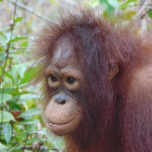A close-up photo of a young orangutan, in profile.