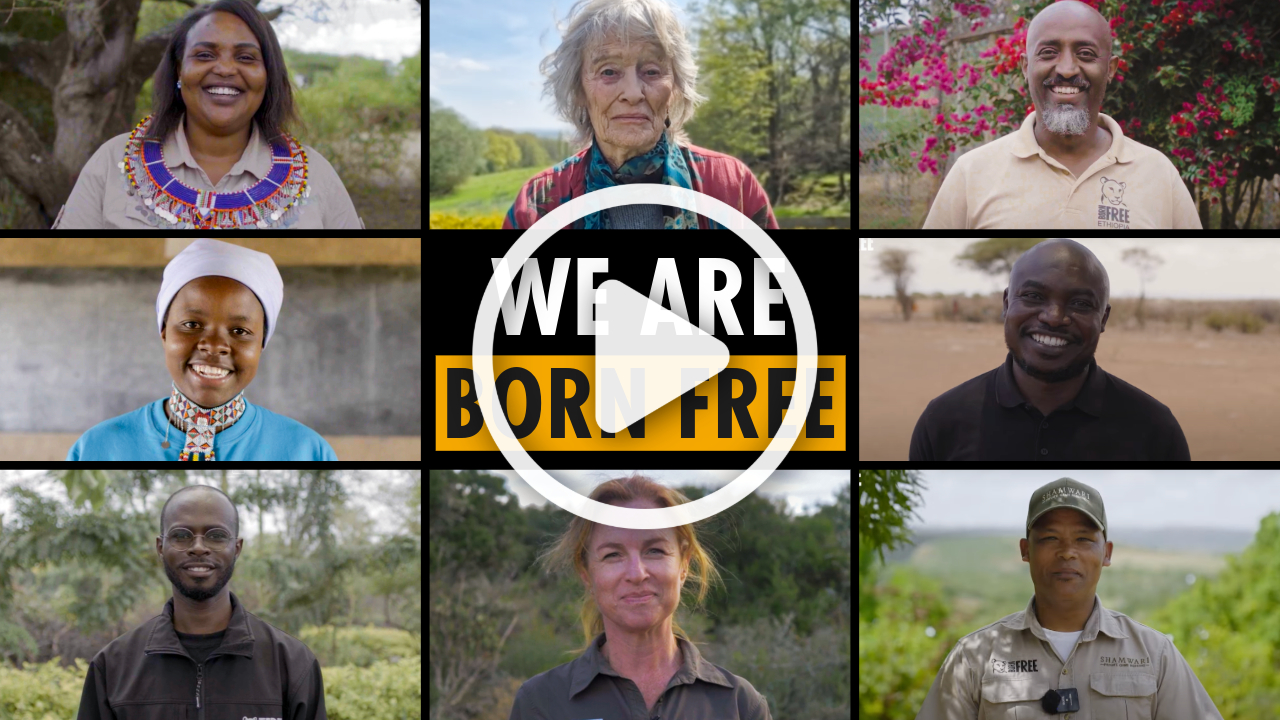 A montage of images of Born Free staff with a play button over the words 'We Are Born Free'