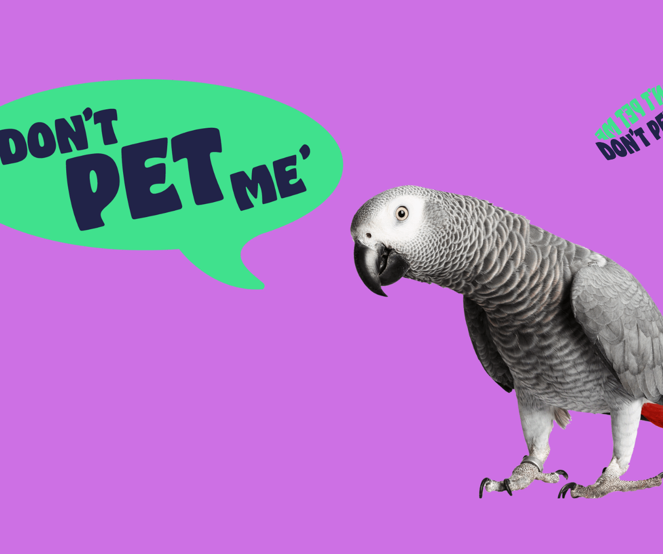 A grey parrot with a green speech bubble, text inside reads 'Don't Pet Me'