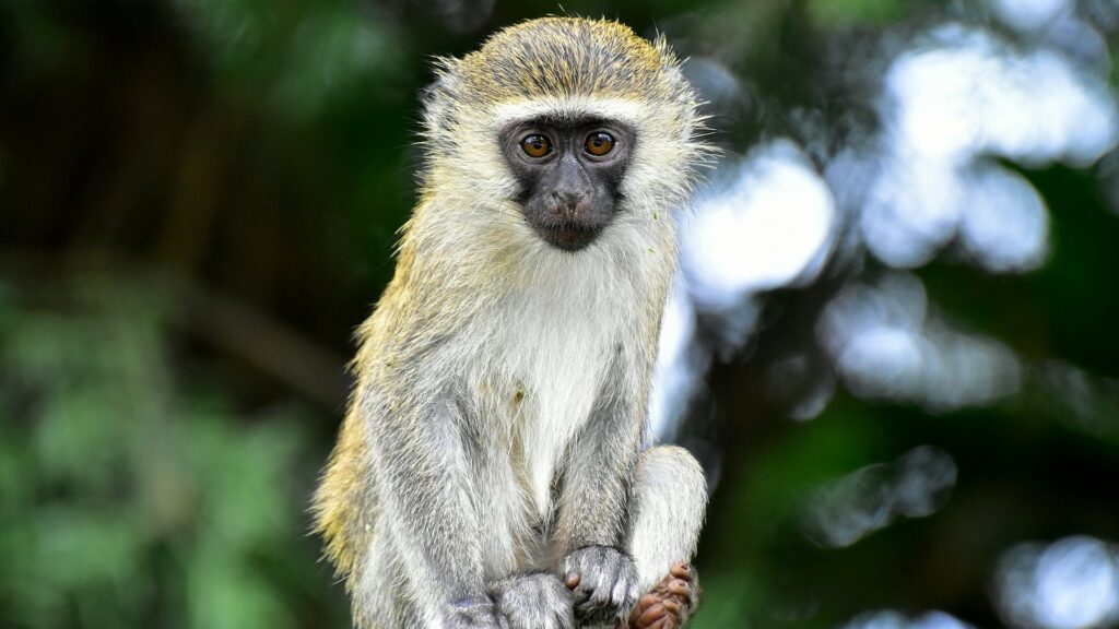 A close-up photo of a vervet monkey sitting in the treetops