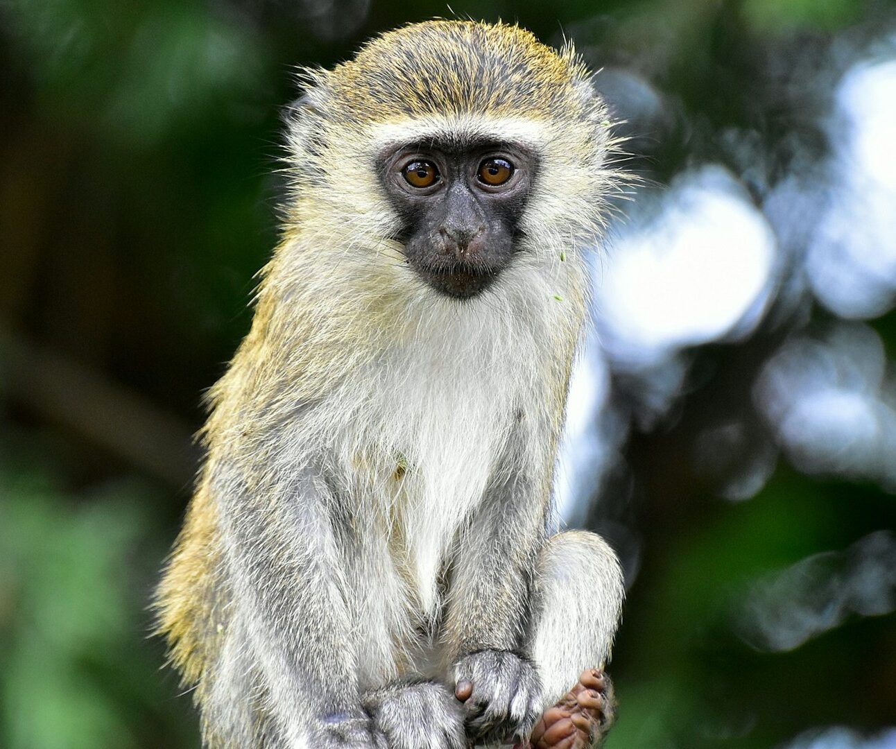 A close-up photo of a vervet monkey sitting in the treetops