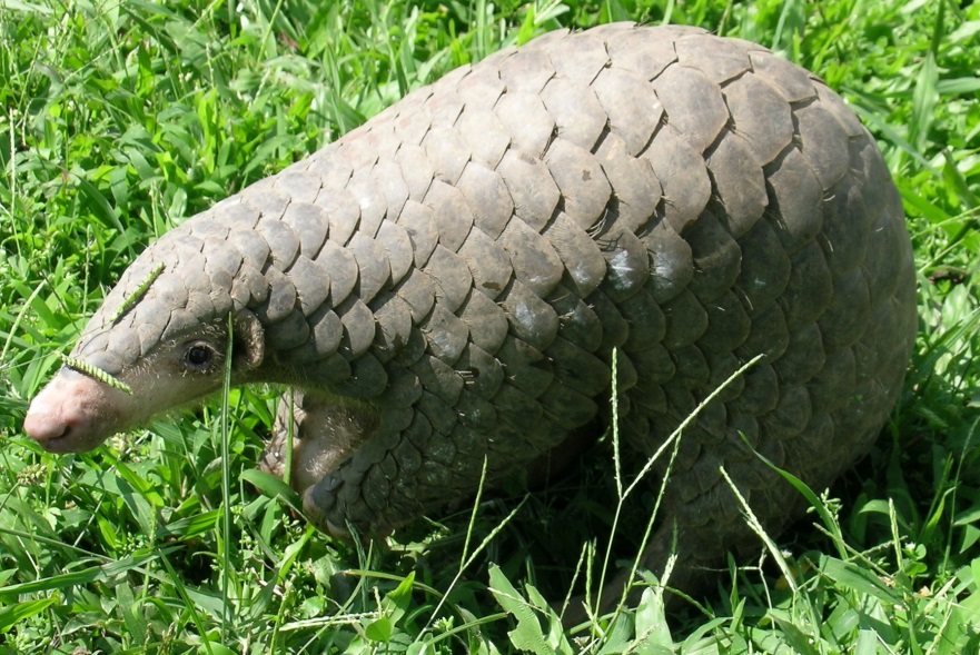 A Chinese pangolin