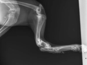 An x-ray of a cheetah's broken leg