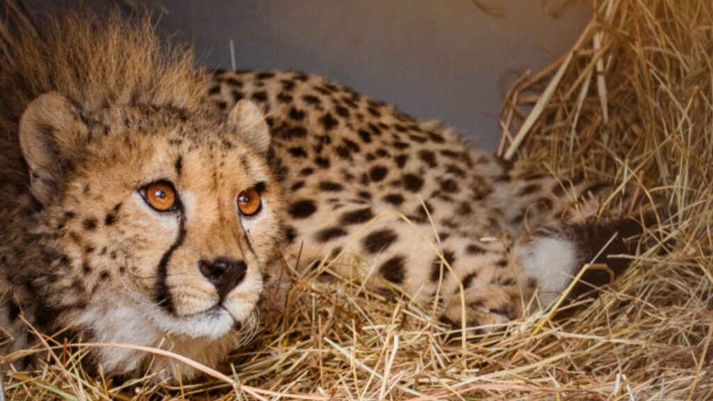 A close-up photo of a young cheetah lying on a bed of hay