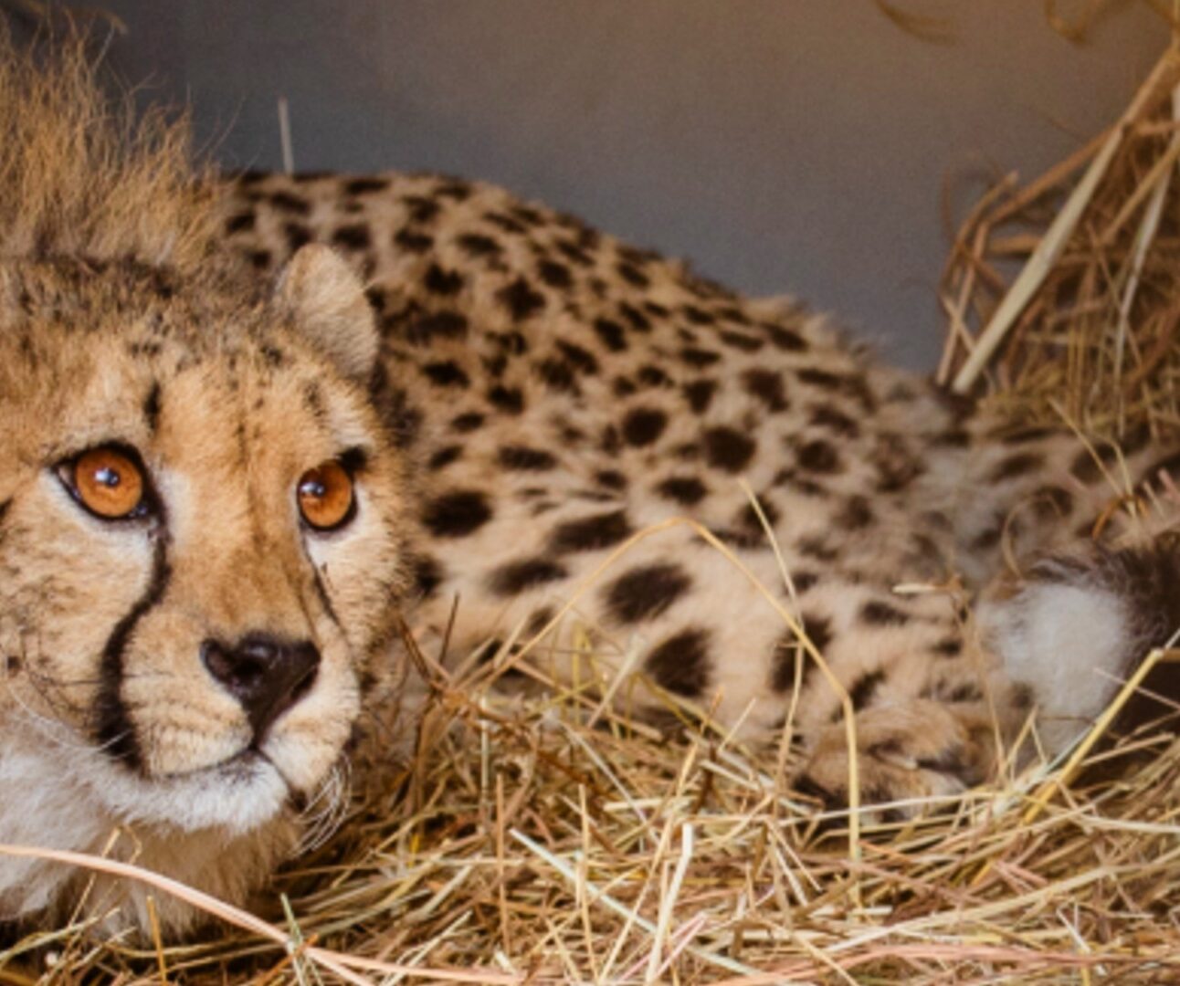 A close-up photo of a young cheetah lying on a bed of hay