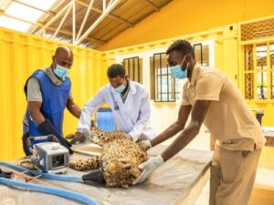Three people wearing medical uniforms and face masks prepare a sedated cheetah for an x-ray