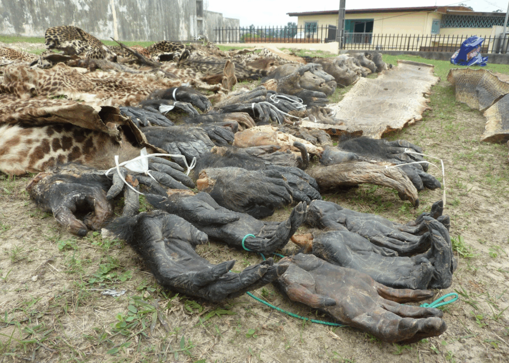 A close up of the hands and feet of gorillas laid out on the ground with animals skins in the background