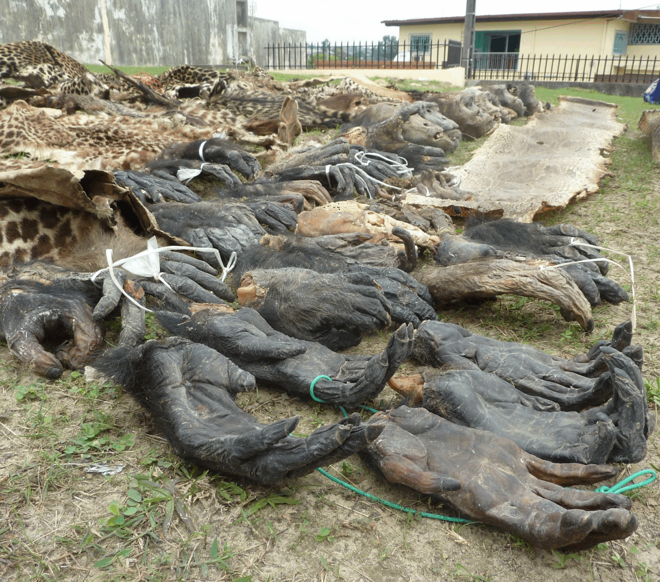 A close up of the hands and feet of gorillas laid out on the ground with animals skins in the background