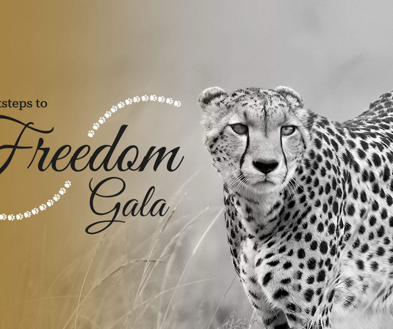 A sepia toine photo of a cheetah with the Footsteps to Freedom logo overlaid